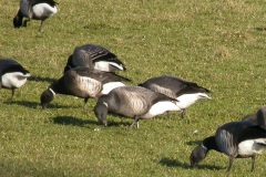 Zwarte rotgans en Rotgans  Lauwersmeer 22-1-2006