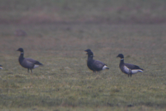Zwarte rotgans en Rotgans-Lauwersmeergebied 29-12-2021
