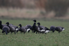 Zwarte rotgans en Rotganzen-Lauwersmeergebied 5-2-2022