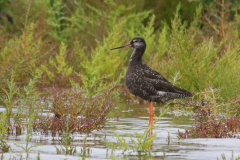 Zwarte ruiter 1  Groningen-kust 14-8-2019