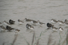 Zwarte ruiter 1 Groningen-kust 5-8-2011