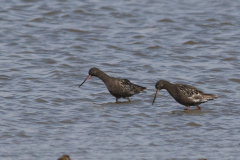 Zwarte ruiter 2  Groningen-kust 1-7-2021