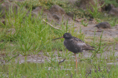 Zwarte ruiter  Groningen-kust 10-7-2019