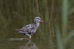 Zwarte ruiter  Groningen-kust 14-8-2019