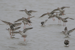Zwarte ruiter  Groningen-kust 17-8-2022