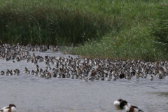 Zwarte ruiter Groningen-kust 26-7-2022