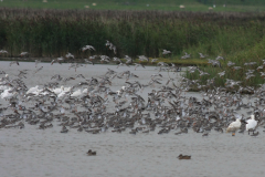 Zwarte ruiter  Groningen-kust 28-6-2011