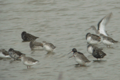 Zwarte ruiter Groningen-kust 5-8-2011