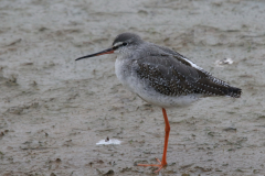Zwarte ruiter-Texel 14-10-2022 b
