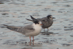 Visdief, 1e kj. en Zwarte stern, adult  Lauwersoog 16-8-2007