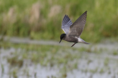 Zwarete stern 1  Zuidlaardermeergebied 27-5-2021