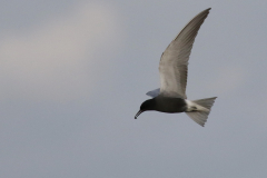 Zwarete stern  Zuidlaardermeergebied 27-5-2021