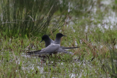 Zwarte stern 1-Zuidlaardermeergebied 25-5-2021