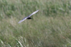 Zwarte stern 1  Zuidlaardermeergebied 29-6-2013