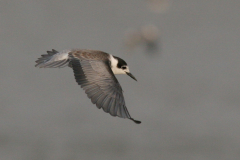 Zwarte stern, 1e kj. 1  Eemshaven 3-9-2008