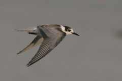 Zwarte stern, 1e kj. 2  Eemshaven 3-9-2008