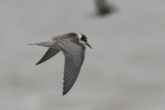 Zwarte stern, 1e kj.  Eemshaven 3-9-2008
