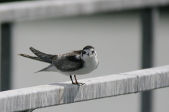 Zwarte stern, 1e kj.  Lauwersoog 1-9-2007