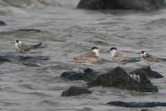 Zwarte stern, 1e kj. en adult, en Visdief  Eemshaven 27-8-2020