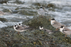 Zwarte stern, 1e kj. en adult, en Visdief  Eemshaven 3-9-2010 b