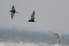 Zwarte stern 2  Eemshaven 8-5-2008
