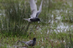 Zwarte stern 2-Zuidlaardermeergebied 25-5-2021