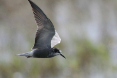 Zwarte stern 2  Zuidlaardermeergebied 29-6-2013