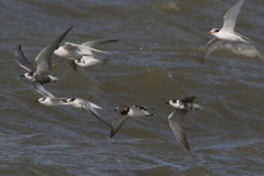 Zwarte stern, Dwerstern en Steenloper  Lauwersoog 23-8-2024