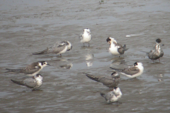 Zwarte stern    Eemshaven 3-9-2008