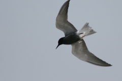 Zwarte stern  Eemshaven 8-5-2008