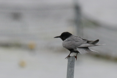Zwarte stern  Overijssel 1-6-2023