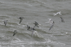 Zwarte stern, Visdief en Kokmeeuw  Eemshaven 3-9-2008