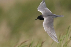 Zwarte stern  Zuidlaardermeergebied 16-6-2013