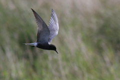 Zwarte stern  Zuidlaardermeergebied 29-6-2013