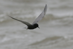 Zwarte stern, adult 2  Eemshaven 3-9-2008