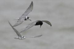 Zwarte stern, adult 3  Eemshaven 3-9-2008