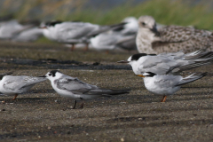 Zwarte stern, adult, Dwergstern en Visdief  Lauwersoog 23-8-2024