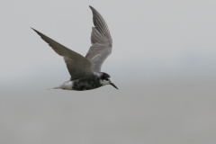 Zwarte stern, adult  Eemshaven 3-9-2008