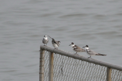 Zwarte stern, adult en 1e kj.  Eemshaven 29-8-2018