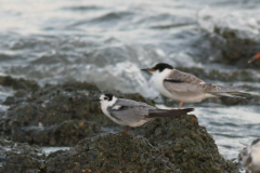 Zwarte stern, adult en Visdief  Eemshaven 3-9-2010