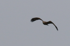 Zwarte wouw 2-Groningen-kust 24-4-2019