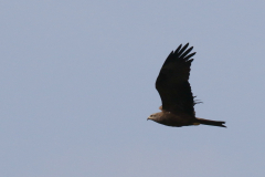 Zwarte wouw 3-Groningen-kust 24-4-2019