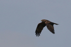 Zwarte wouw-Groningen-kust 24-4-2019