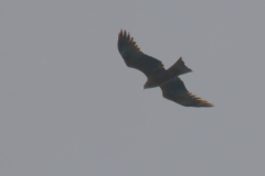 Zwarte wouw Groningen-stad 4-5-2023