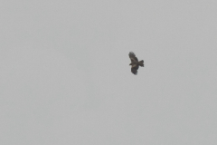 Zwarte wouw  Terschelling 27-5-2014