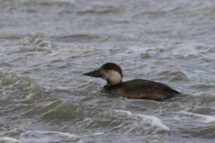 Zwarte zee-eend, ♀  Lauwersoog 24-11-2023