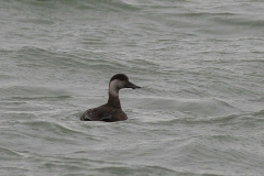 Zwarte zee-eend, ♀ of 1e kj.  Eemshaven 11-12-2011