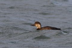 Zwarte zee-eend, ♀ of 1e kj.  Eemshaven 28-10-2025