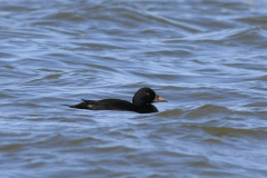 Zwarte zee-eend, ♂ 1  Lauwersoog 13-4-2015