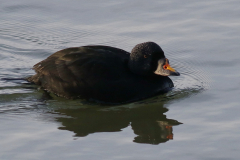 Zwarte zee-eend, ♂ 1  Lauwersoog 23-2-2025